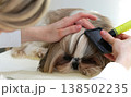 A girl combs and tidies up the beautiful face of a Shih Tzu dog. 138502235