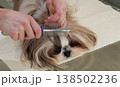 A girl combs and tidies up the beautiful face of a Shih Tzu dog. 138502236