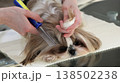 A girl combs and tidies up the beautiful face of a Shih Tzu dog. 138502238