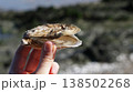 Close-up of fingers pinching a freshly opened oyster from an oyster farm 138502268