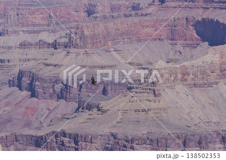グランドキャニオンのヤキポイントで飛翔するヒメコンドル 138502353