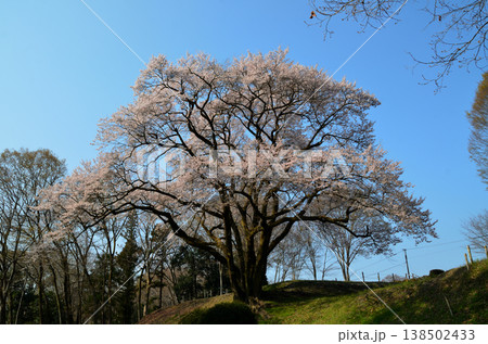 埼玉県大里郡寄居町鉢形 鉢形城の朝の氏邦桜(うじくにざくら) 埼玉県大里郡寄居町鉢形 鉢形城の朝の氏邦桜(うじくにざくら) 138502433
