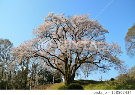 埼玉県大里郡寄居町鉢形 鉢形城の朝の氏邦桜(うじくにざくら) 埼玉県大里郡寄居町鉢形 鉢形城の朝の氏邦桜(うじくにざくら) 138502434