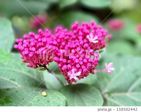 鮮やかなピンクのボタンクサギの蕾（クローズアップ・初夏の庭園・季節の花） 138502442