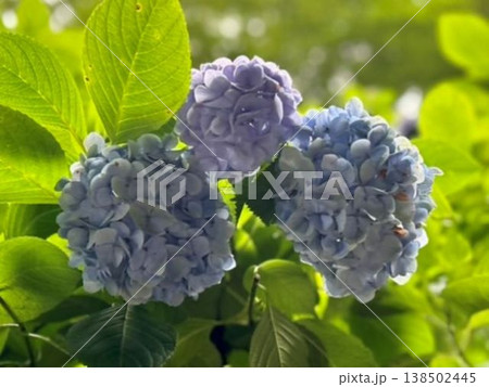 日差しに輝く淡い青色の紫陽花(あじさい・緑の葉・初夏のクローズアップ) 日差しに輝く淡い青色の紫陽花(あじさい・緑の葉・初夏のクローズアップ) 138502445
