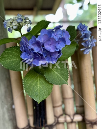 竹垣に映える青紫のアジサイ（和の風情・日本の梅雨・初夏の庭園） 138502448