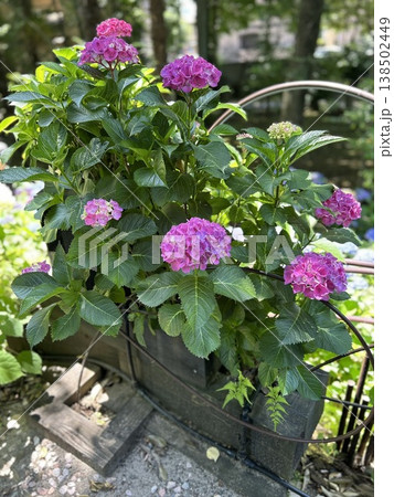 おしゃれな庭に咲くピンクのアジサイ（ガーデニング・プランター栽培・初夏の風景） 138502449