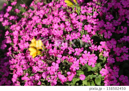 カラフルな花　芝桜 138502450