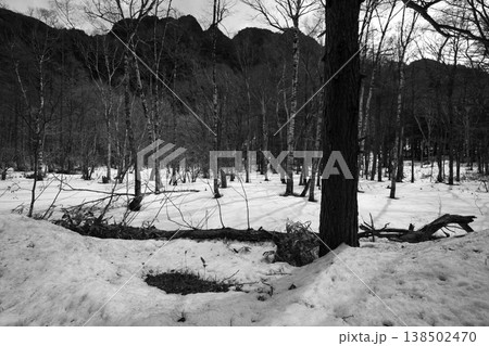 Winter in forest Japan 138502470