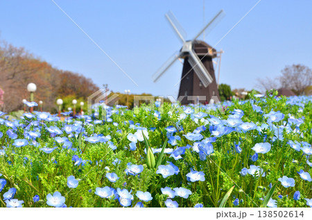 風車の丘に咲くネモフィラ 138502614
