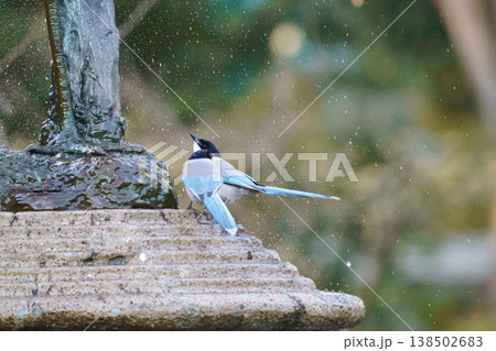 東京都心で見られるオナガ 水辺に佇む野鳥の風景　 138502683