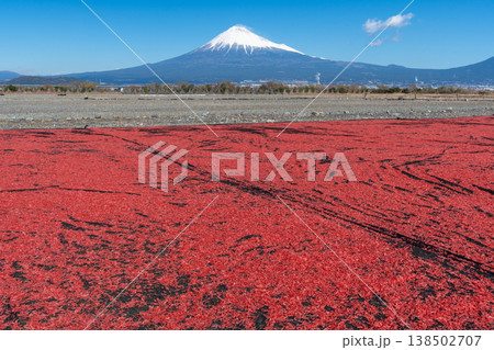 桜えび 天日干し 富士山 桜えび 天日干し 富士山 138502707