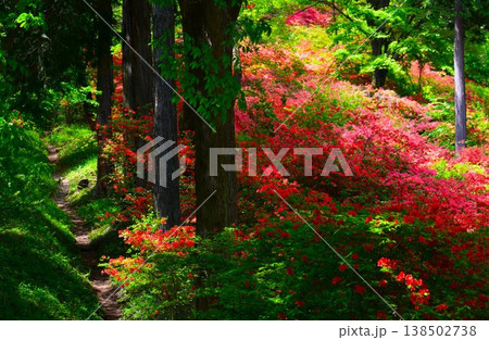 東秩父村 二本木峠 山つつじ 東秩父村 二本木峠 山つつじ 138502738
