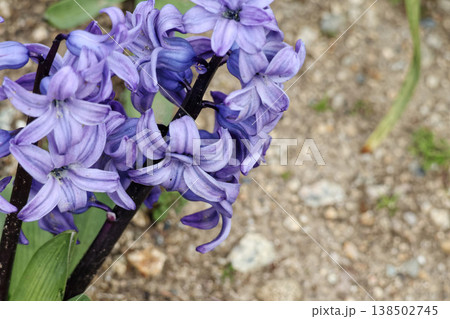 落ち着いた紫色のヒヤシンスの花 138502745