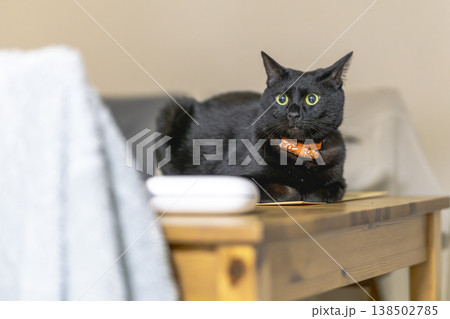 黒猫 黒猫 138502785