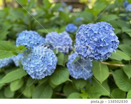 鮮やかな青色の紫陽花の群生(あじさい・一輪のアップ・初夏の庭園・季節の花) 鮮やかな青色の紫陽花の群生(あじさい・一輪のアップ・初夏の庭園・季節の花) 138502830