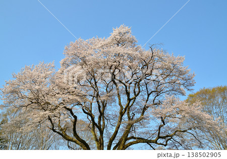 埼玉県大里郡寄居町鉢形 鉢形城の朝の氏邦桜(うじくにざくら) 埼玉県大里郡寄居町鉢形 鉢形城の朝の氏邦桜(うじくにざくら) 138502905