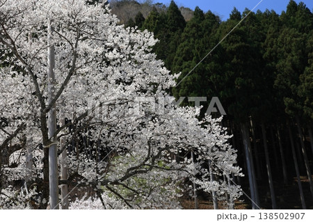 杉の林と満開の淡墨桜 杉の林と満開の淡墨桜 138502907