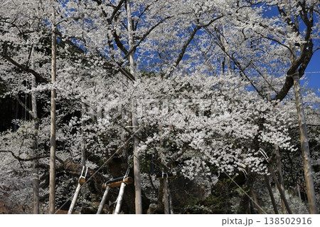淡墨桜の白い花弁 淡墨桜の白い花弁 138502916