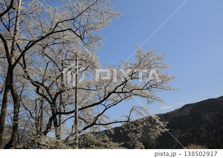 山の斜面と淡墨桜の枝 138502917