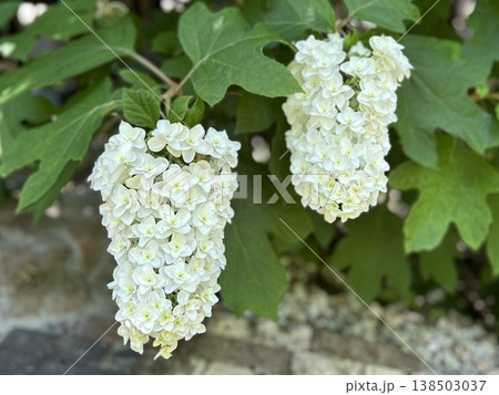 純白の八重咲きカシワバアジサイ（柏葉紫陽花・初夏の庭園・季節の風景・背景素材） 138503037