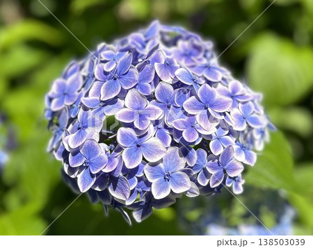 白の縁取りが美しい青紫のアジサイ（グラデーション・清楚な季節の花・初夏の庭園素材） 138503039