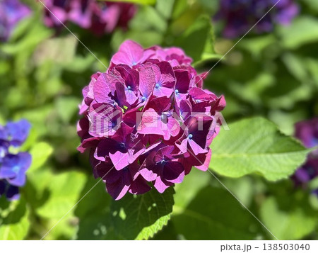 鮮やかな赤紫色の紫陽花(あじさい・一輪のアップ・初夏の庭園・季節の風景) 鮮やかな赤紫色の紫陽花(あじさい・一輪のアップ・初夏の庭園・季節の風景) 138503040