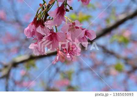 紫紅色のカケガワザクラ(掛川桜) 紫紅色のカケガワザクラ(掛川桜) 138503093