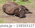 a huge bull sheds its fur.  138503127