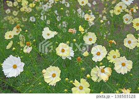 秋の柔らかな光に包まれて白とクリーム色の花びらが優しく重なり合うコスモス畑 138503128