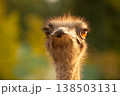 Close up portrait. Ostrich head 138503131