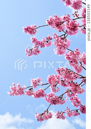 紫紅色のカケガワザクラ(掛川桜) 紫紅色のカケガワザクラ(掛川桜) 138503149