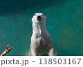 Polar bear swims in the sea 138503167