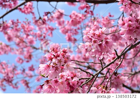 紫紅色のカケガワザクラ（掛川桜） 138503172