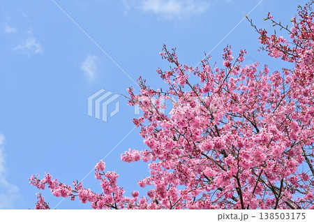 紫紅色のカケガワザクラ(掛川桜) 紫紅色のカケガワザクラ(掛川桜) 138503175