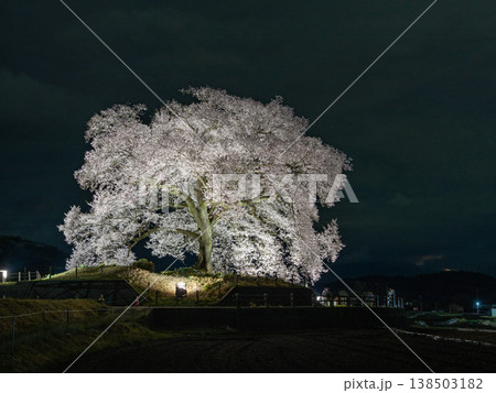 春のライトアップされた夜桜 春のライトアップされた夜桜 138503182