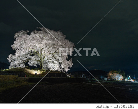 春のライトアップされた夜桜 春のライトアップされた夜桜 138503183