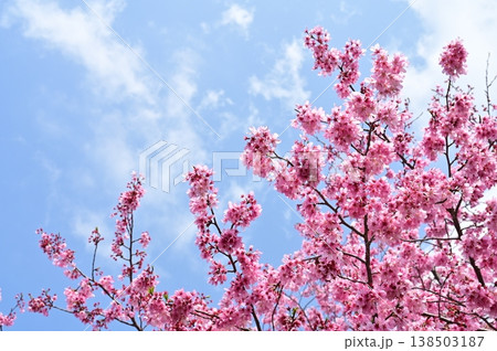 紫紅色のカケガワザクラ(掛川桜) 紫紅色のカケガワザクラ(掛川桜) 138503187
