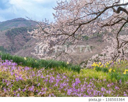 水仙の花とエドヒガンザクラ 水仙の花とエドヒガンザクラ 138503364