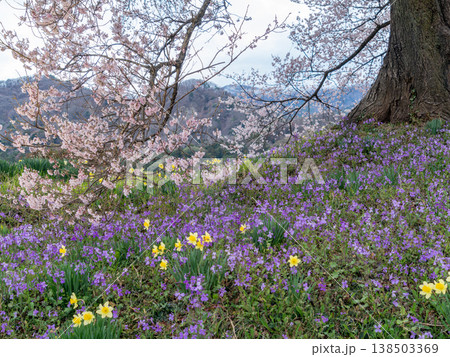 水仙の花とエドヒガンザクラ 水仙の花とエドヒガンザクラ 138503369