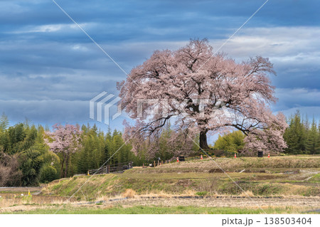 わに塚の一本桜 138503404
