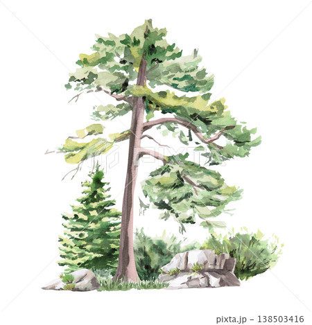 Landscape with a tall pine tree, spruce, bush, and large rocks. Isolated watercolor illustration for websites about nature, ecology, landscape design, as well as educational and children's books. Landscape with a tall pine tree, spruce, bush, and large rocks. Isolated watercolor illustration for websites about nature, ecology, landscape design, as well as educational and children's books. 138503416