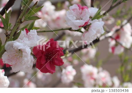春の訪れを告げる さくら 桜 サクラ 春の訪れを告げる さくら 桜 サクラ 138503436