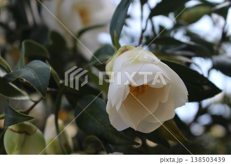 冬の開花と白いツバキ 138503439
