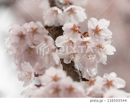 雨に濡れるしだれ桜 雨に濡れるしだれ桜 138503544