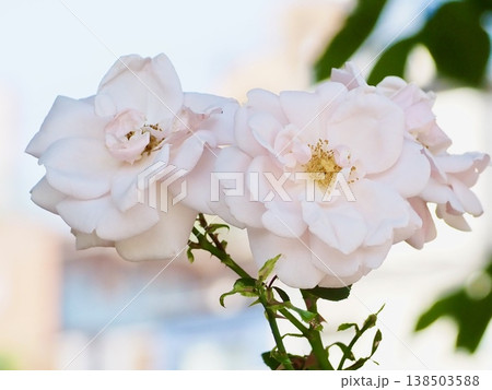 綺麗に咲いた白い小ぶりなバラの花 138503588