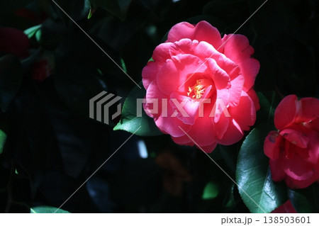 光りのあたる赤い花びらの椿の花のアップの風景 光りのあたる赤い花びらの椿の花のアップの風景 138503601