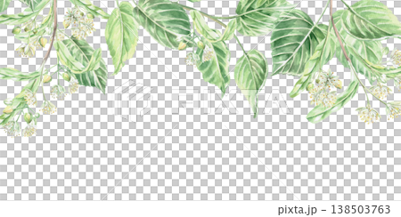 A rectangular frame with a blossoming linden tree at the top. Isolated watercolor illustration for pharmaceutical, cosmetic, organic, beverage, and food product designs. A rectangular frame with a blossoming linden tree at the top. Isolated watercolor illustration for pharmaceutical, cosmetic, organic, beverage, and food product designs. 138503763