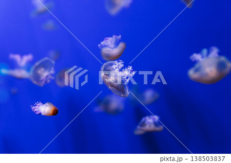 underwater photos of Mediterranean jellyfish, Cotylorhiza tuberculata underwater photos of Mediterranean jellyfish, Cotylorhiza tuberculata 138503837