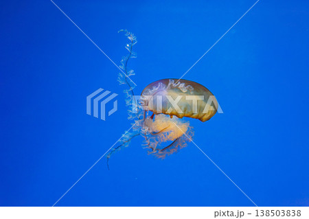 underwater photos of jellyfish chrysaora fuscescens jellyfish pacific sea nettle underwater photos of jellyfish chrysaora fuscescens jellyfish pacific sea nettle 138503838